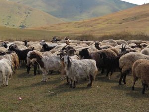 L'Homme et la chèvre, histoire de la domestication