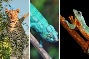 Unlocking the secrets of animal travel: how traits have shaped species' journeys across the globe