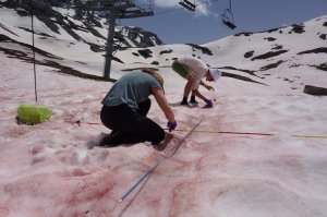 Ces algues des neiges qui deviennent rouge sang au soleil