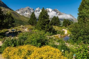 Vingt ans de recherche partagée entre l'UGA et le CNRS au jardin du Lautaret