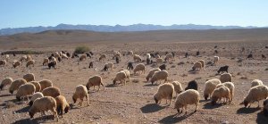 Similar evolutionary paths in the domestication of goats and sheep