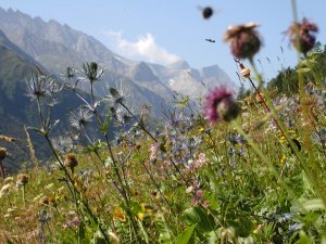 [TV] Les secrets des fleurs sauvages - Là-haut sur la montagne