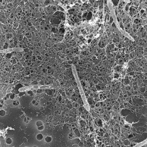 La radioactivité naturelle, moteur d'une vie souterraine insoupçonnée