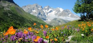 Your summer destination: the Lautaret Alpine Garden!