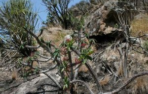 Succulent comme une euphorbe malgache