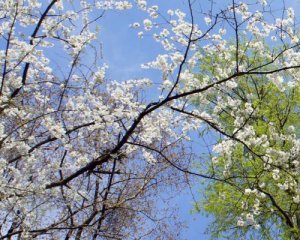 Tree fecundity and biological aging
