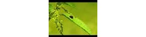 La biodiversité, qu'est-ce que c'est ?