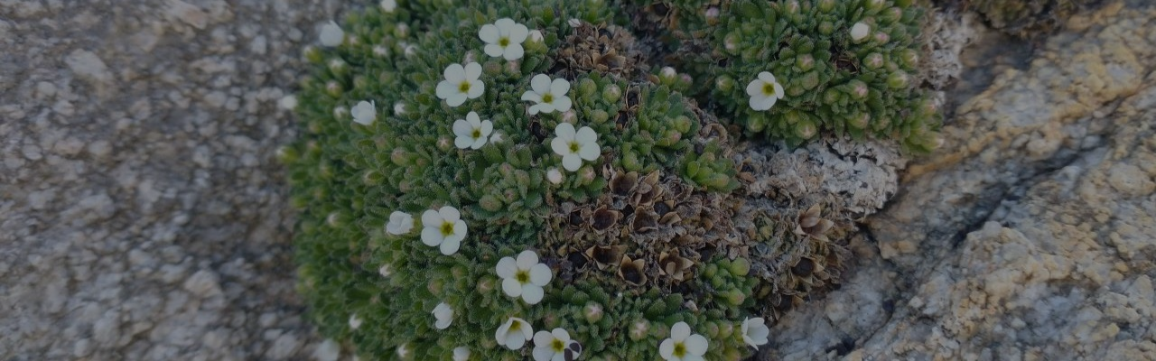  À La Grave dans les Alpes, une fleur face aux pelleteuses : la science entre neutralité et engagement