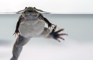 Un syndrome proche du diabète lié à l'exposition aux perturbateurs endocriniens ouvre une nouvelle piste dans la compréhension du déclin mondial des amphibiens