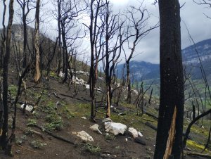 Amélioration des indices climatiques utiles à la prévention des incendies de forêt en zone de montagne