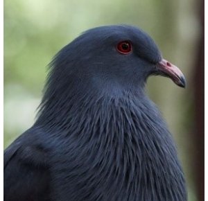 Rareté écologique des oiseaux et des mammifères terrestres : la double peine 