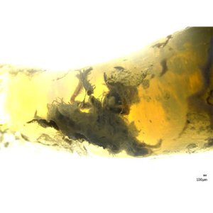 Découverte du premier fossile animal dans une opale gemme