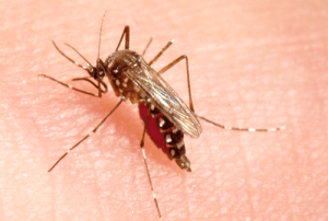 Combattre la résistance des moustiques aux insecticides