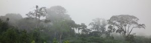Evolution du bilan radiatif au cours des cycles diurnes et annuels dans les forêts du Gabon : analyse de données in-situ originales