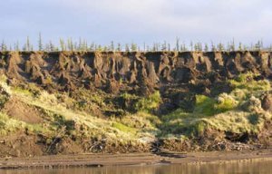 50 000 ans de végétation arctique, ou quand les mammouths préféraient le trèfle aux graminées