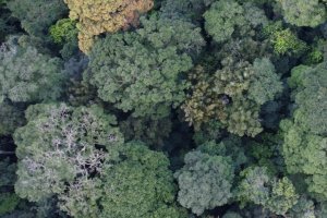 Biodiversity and Climate COPs: turning promises into action