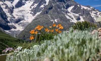 [TV] Les jardins botaniques, un sanctuaire pour la flore