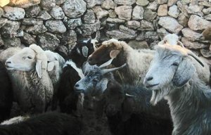 Des chemins évolutifs similaires pour la domestication de la chèvre et du mouton 