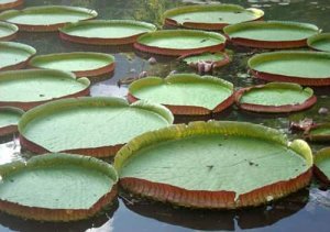 Une base de données collaborative pour les traits caractéristiques de plus de 90 000 espèces de plantes à travers le monde livre des résultats étonnants !