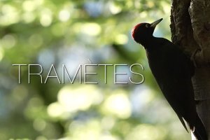 [Vidéo] Pic noir et biodiversité (TRAMETES) 