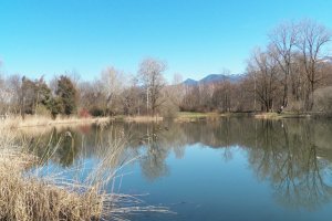 L'impact environnemental du bactério-insecticide Bti utilisé en démoustication doit être ré-évalué selon des chercheurs européens