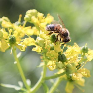 OBIGA : un Observatoire de la Biodiversité Grenoble Alpes est lancé !