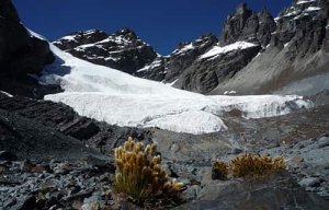 Le réchauffement distance les plantes d'altitude