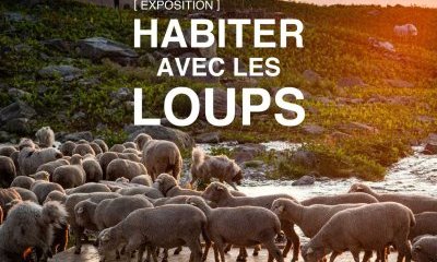 [Exposition temporaire] "Habiter avec les loups"