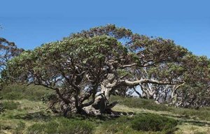 La composition minérale des sols d'altitude fait barrage à l'avancée des arbres