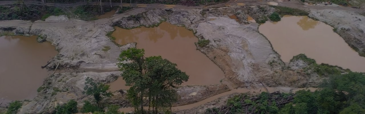 Dans les mines d'or de Guyane, le bilan mitigé de la réhabilitation des sols