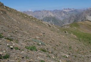 [Conférence] Pourquoi les sommets des Alpes verdissent-ils depuis au moins 30 ans ?