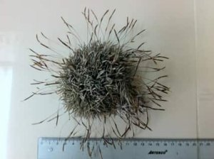 Utiliser Tillandsia capillaris comme bio-indicateur de la qualité de l'air en Amérique latine ?