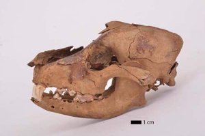 Co-évolution bio-culturelle entre l'homme et l'animal