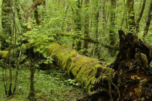 3% des forêts françaises ne sont plus exploitées depuis au moins 50 ans