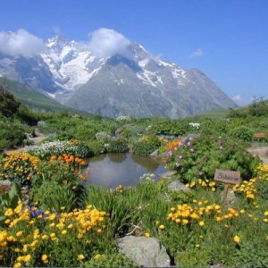 Ouverture du Jardin du Lautaret : un tour du monde à 2100 m d'altitude !