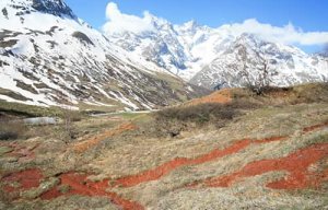 Des arbres à l'âge de glace dans les Alpes