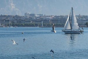 Quels sont les impacts des tirs sismiques sur les poissons en milieu lacustre ?