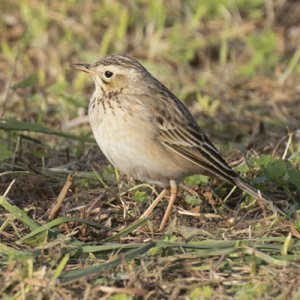 Découverte d'une nouvelle route de migration chez les passereaux entre la Sibérie et l'Europe