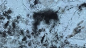 Des fossiles découverts dans un environnement hydrothermal vieux de 3,42 milliards d'années 