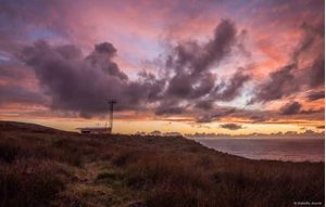 L'absorption du mercure par les feuilles réduit la pollution atmosphérique globale