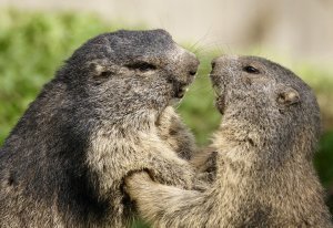 [Conférence] Pourquoi les marmottes commettent‑elles l'adultère ?