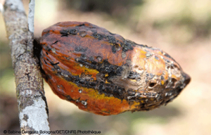 Risques sanitaires liés à la pollution aux métaux lourds en Amazonie équatorienne et impact potentiel des activités pétrolières