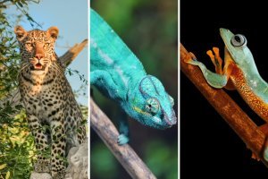 Percer les secrets des voyages des animaux : comment les traits ont façonné les voyages des espèces à travers le monde