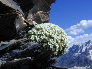 [CONFERENCE] Biodiversité en haute montagne 