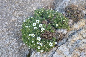  À La Grave dans les Alpes, une fleur face aux pelleteuses : la science entre neutralité et engagement