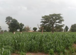 Nouvelle donne hydro-climatique au Sahel