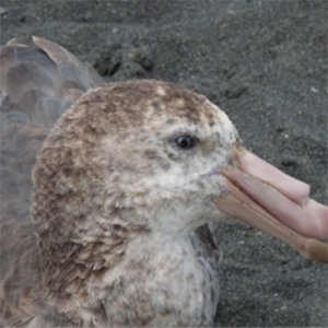 Les oiseaux marins détoxifient le mercure ingéré dans leur alimentation
