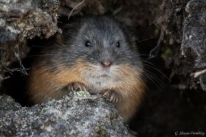  Les propriétés physiques de la neige peuvent fortement affecter la dynamique de population des lemmings dans l'Arctique