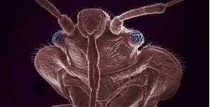 [TV] Le retour des envahisseurs invisibles