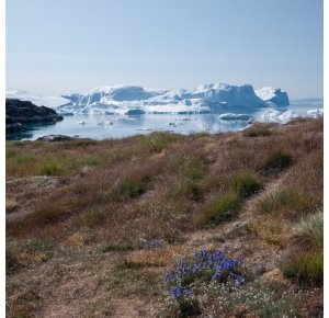 Glaciers groenlandais et niveau de la mer